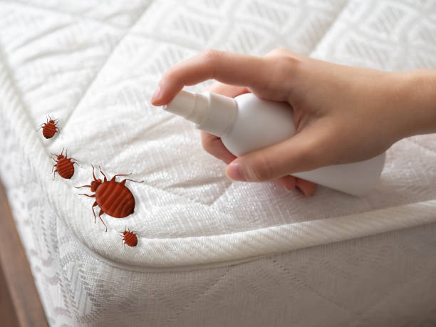 Reliable Myersville, MD Pest Control Solutions